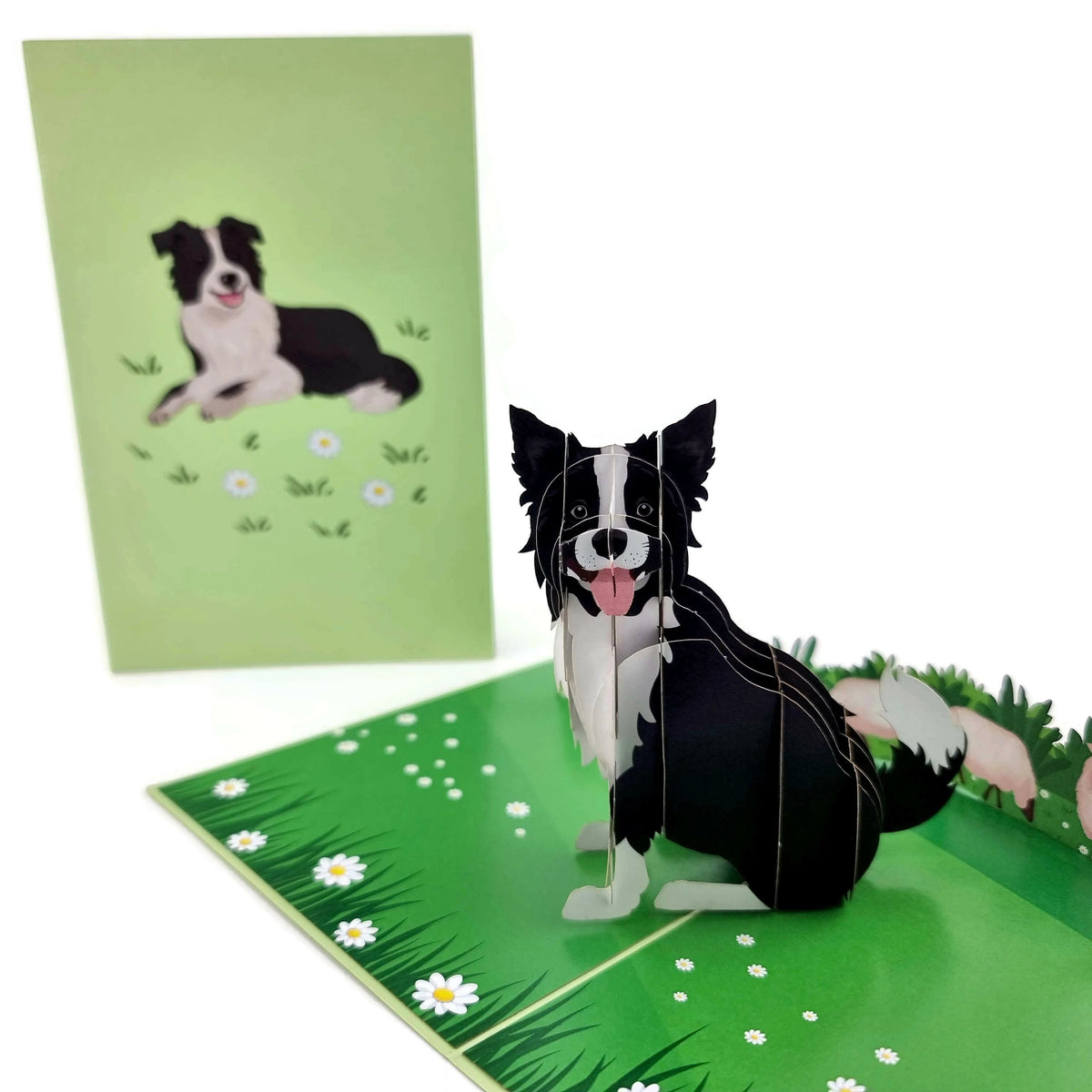 Color Pop Cards Border Collie dog 3D pop up card with daisies and sheep, green background.