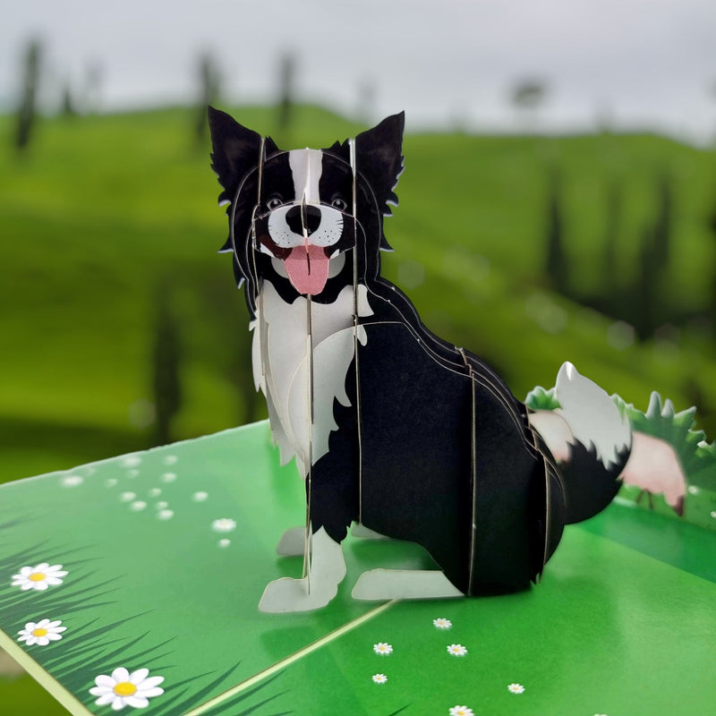 Color Pop Cards Border Collie dog 3D pop up card with daisies and sheep on a green field.