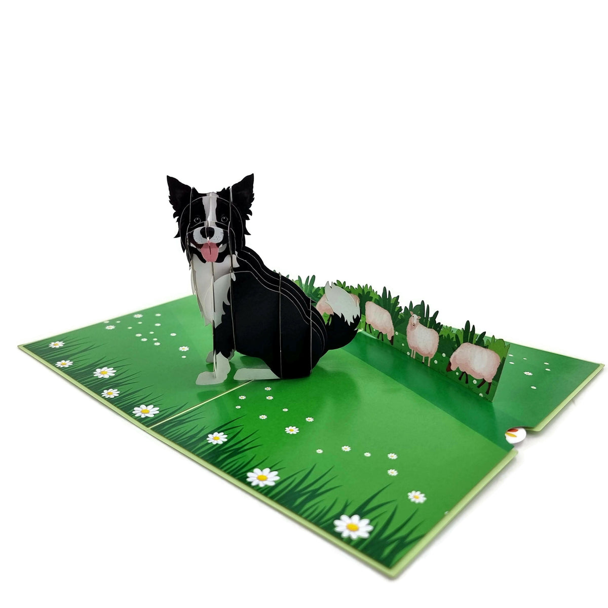 Color Pop Cards Border Collie dog 3D pop up card with sheep and daisies on a green field.