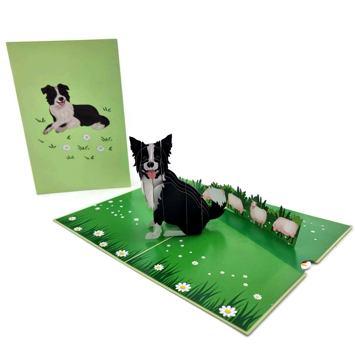 Color Pop Cards Border Collie dog 3D pop up card with sheep and daisies on a green grassy field.