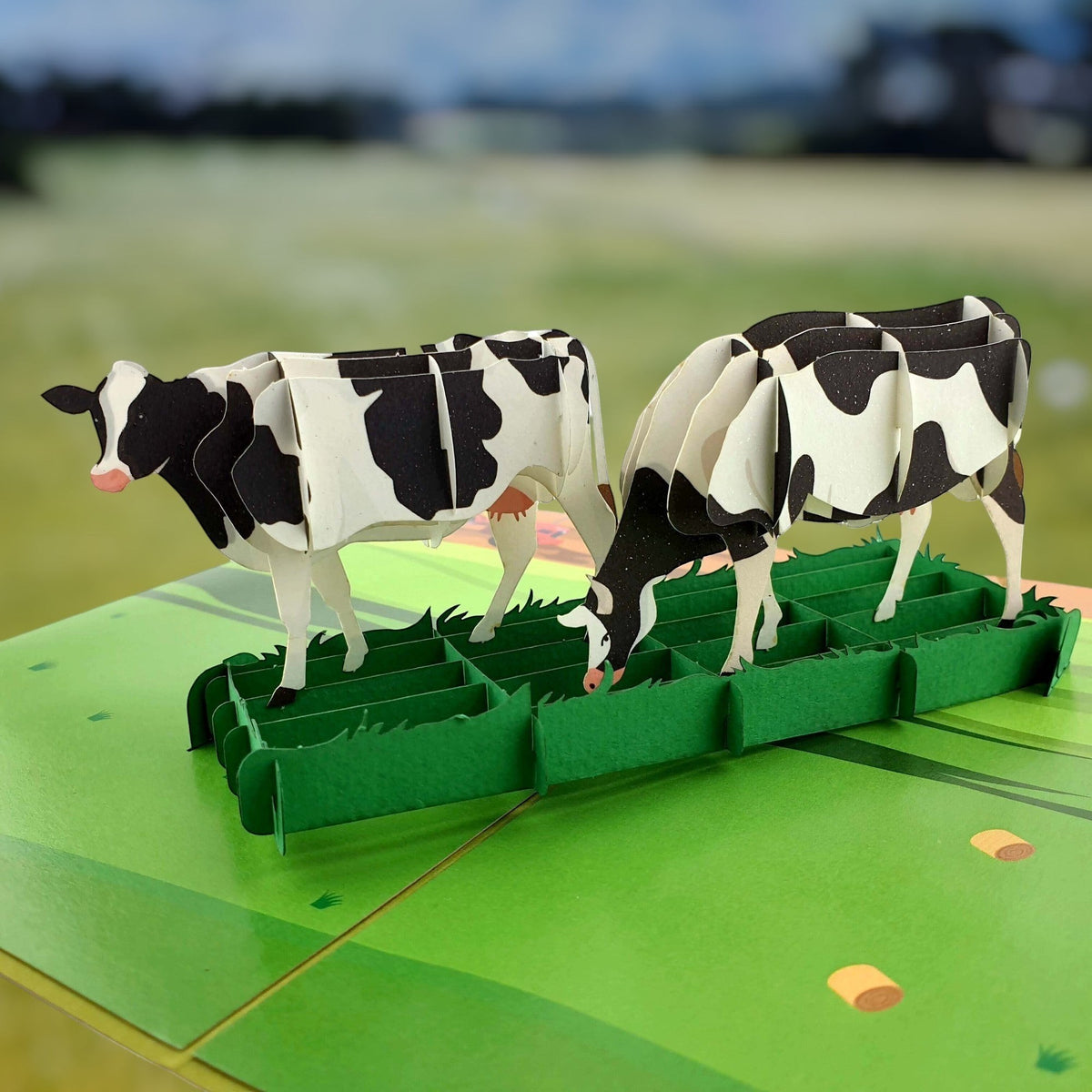 Color Pop Cards 3D pop up card featuring two black and white cows grazing on green grass. Includes envelope.