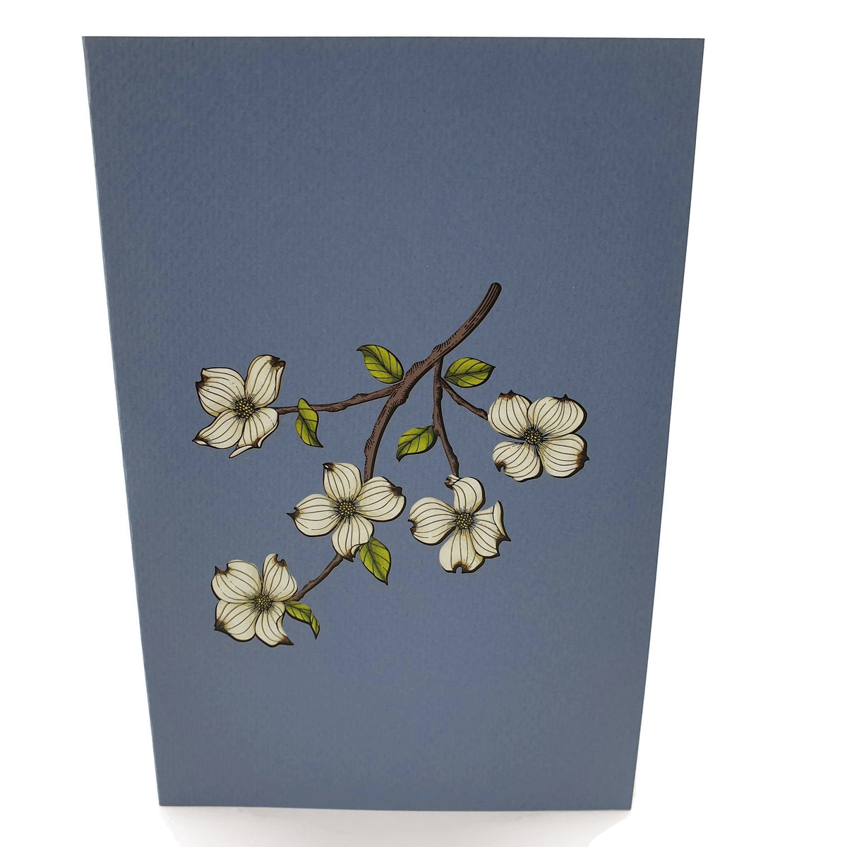 Color Pop Cards blue pop-up card featuring a branch with white dogwood flowers and green leaves.
