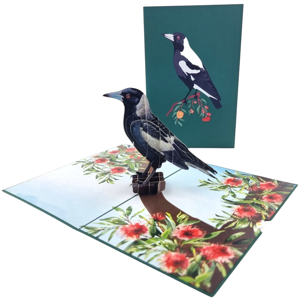Color Pop Cards 3D pop-up card featuring a black and white Australian Magpie perched on a branch with red gumnut flowers.