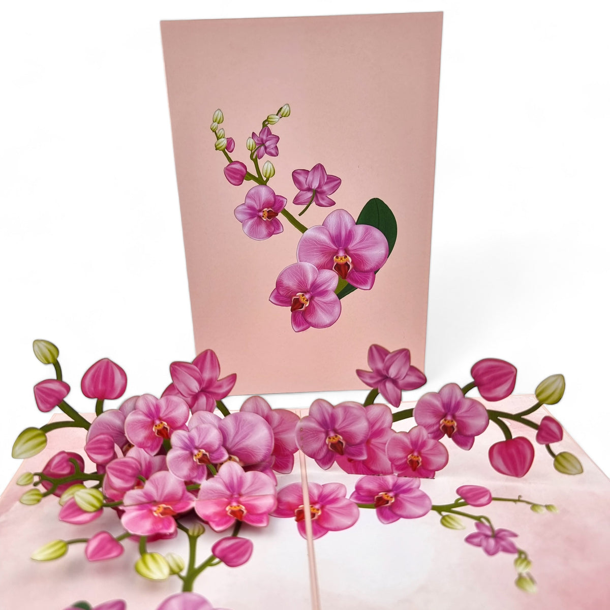 Color Pop Cards pink orchid pop up greeting card with green leaves, perfect for anniversaries or Mother's Day.