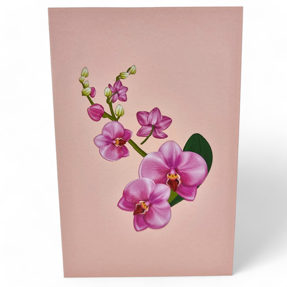 Color Pop Cards pink orchid pop up greeting card with green leaves on a pale pink background.