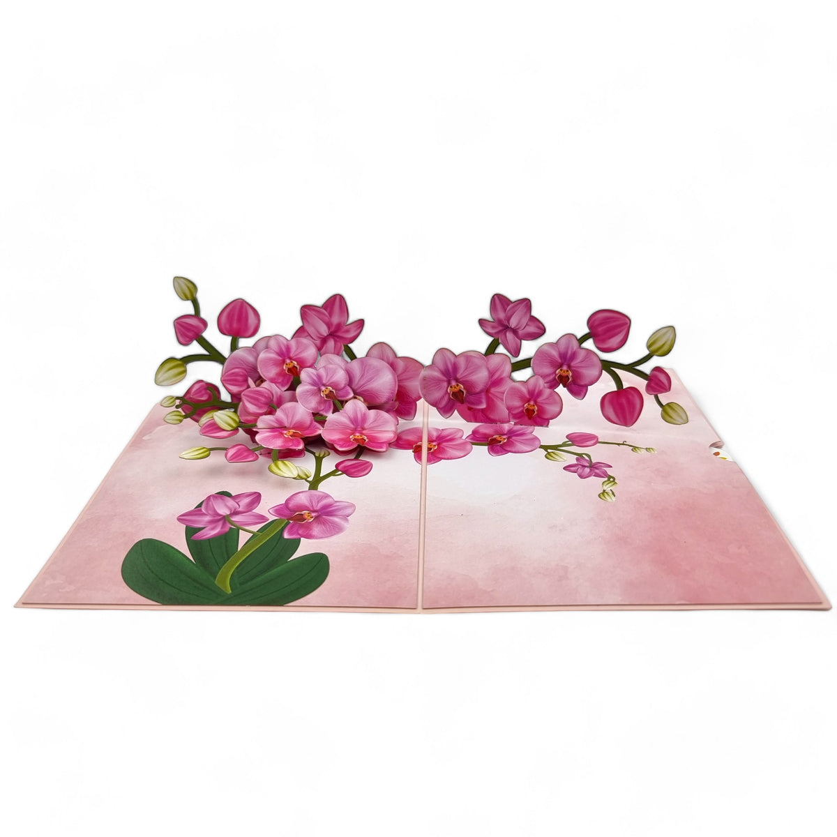 Color Pop Cards pink orchid pop up greeting card with green leaves, perfect for anniversaries or Mother's Day.